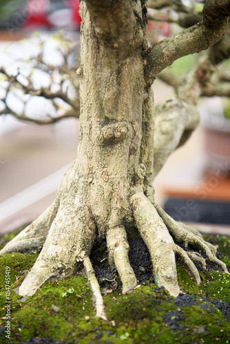 Bonsai tree in details and close up
