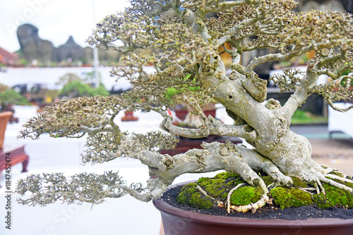 Bonsai tree in details and close up
