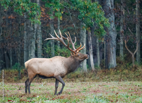 Pennsylvania Elk Bull During Autumn Rut in Forest Clearing