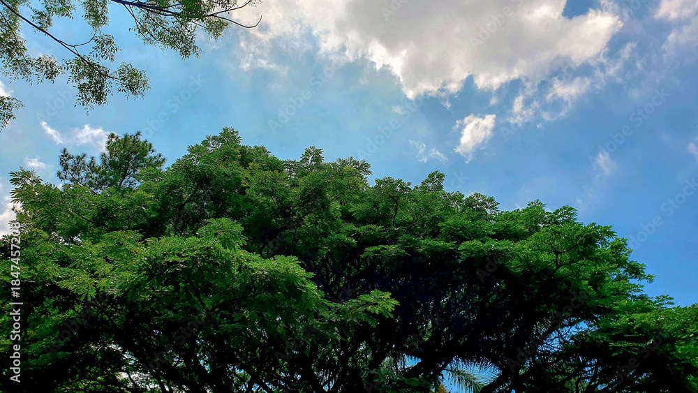 Fototapeta premium Lush green tree canopy under a bright blue sky with white clouds, showcasing diverse foliage and natural environment, ideal for eco-friendly themes.