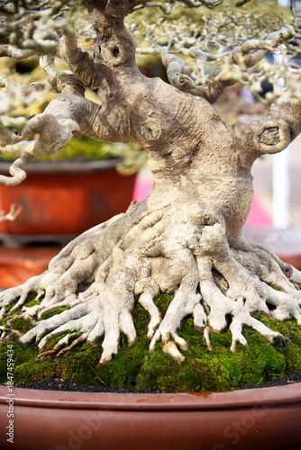Bonsai tree in details and close up