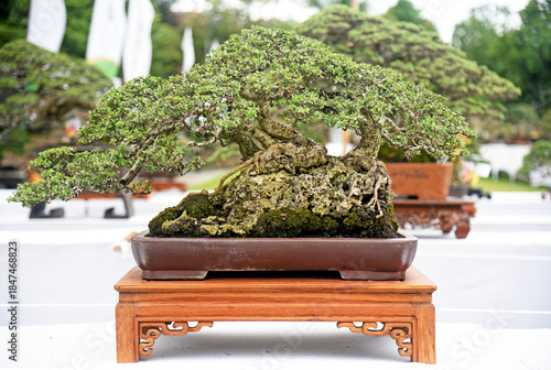 Bonsai tree in details and close up