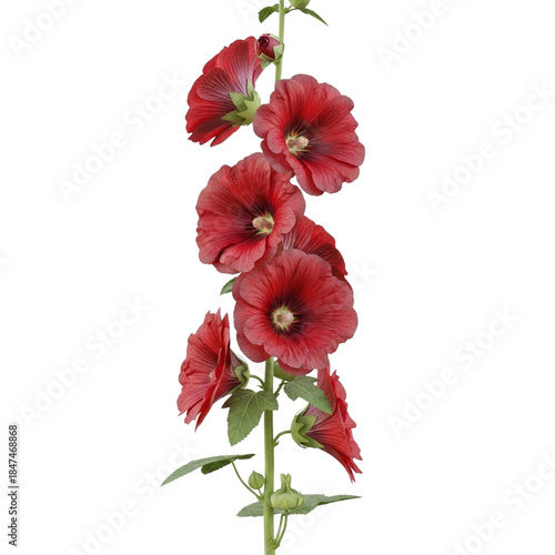 Red hollyhock flower stem isolated on transparent background isolated on transparent background