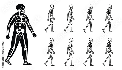 A full skeleton figure is shown next to a sequence of walking skeleton figures.