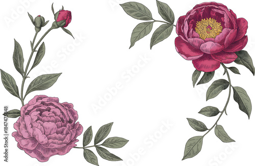 Peony and rose intertwined frame, botanical sketch details, transparent PNG
