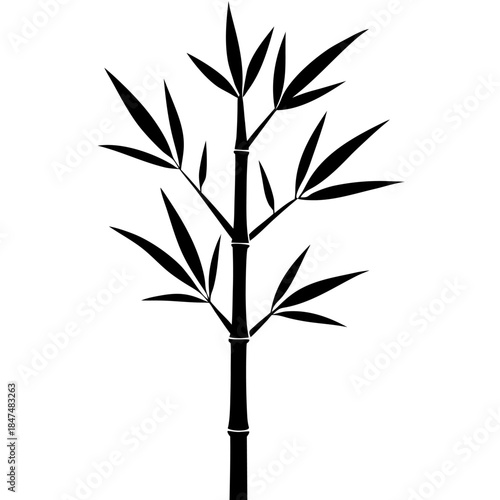 silhouette of bamboo