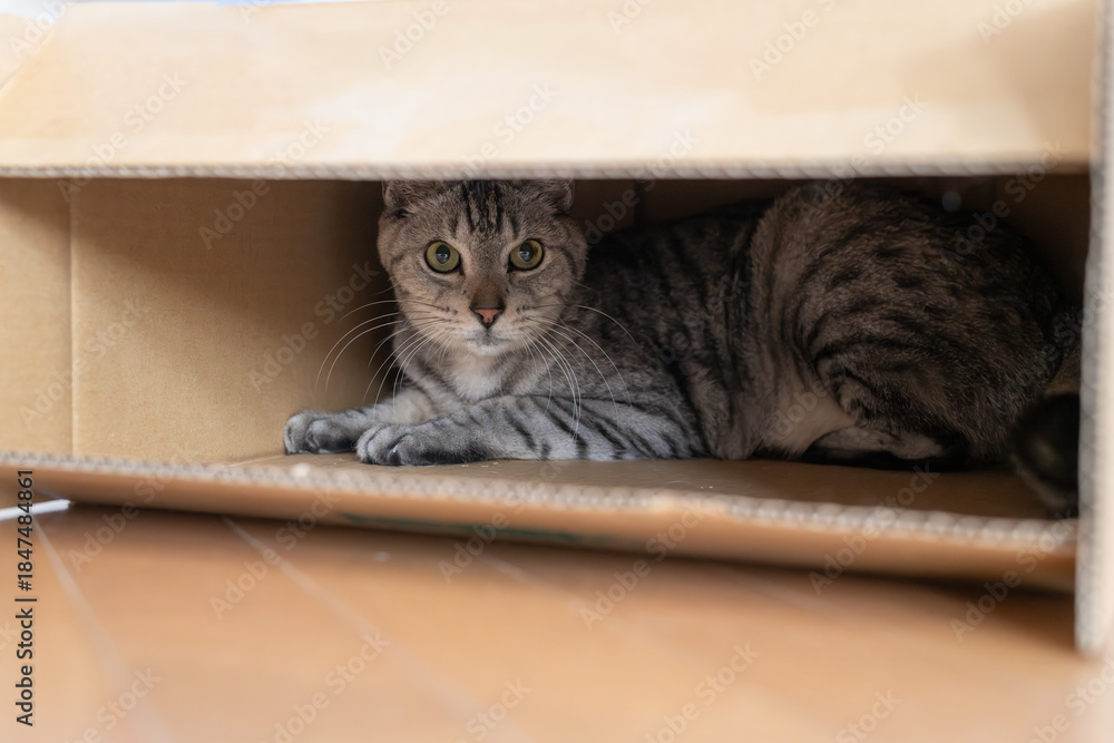 Naklejka premium ダンボール箱から覗いている可愛い猫 サバトラ猫 