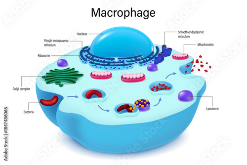 Macrophage. Phagocytosis. Process of macrophage absorption and killing of bacteria. Phagocytic cells. Human immune system.