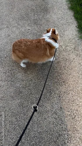 Corgi is looking up at the camera, then turns around and walks forward