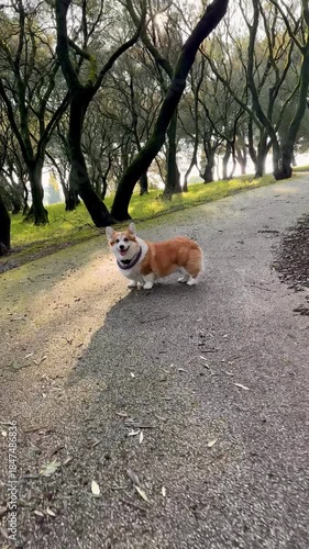 Eye-level tracking shot of a corgi looking at camera, running, stopping, staring