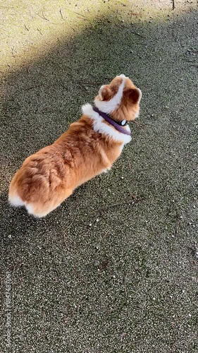 Top-down view of a corgi looking around, then walking away and leaving the frame