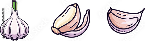 Flat vector illustration of garlic bulb and cloves