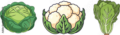 Flat vector illustration of cabbage cauliflower and lettuce vegetables