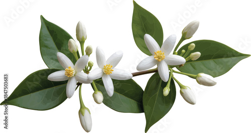 Realistic jasmine vine PNG with white star-shaped blossoms and buds