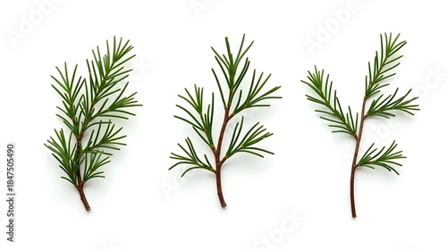 Close-Up of Green Fir Branch with Spiral Needles
