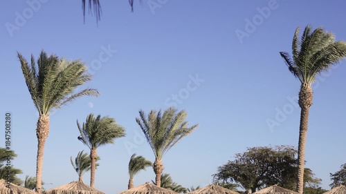 Tall palm trees sway gently against a bright blue sky with a faint moon visible, creating a serene tropical scene. Slow motion.