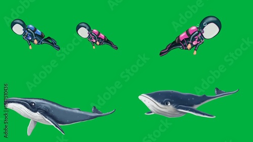 Marine mammals 2d animated cartoon animation whales and dolphins on green screen chromakey background perfect for ocean wildlife.
