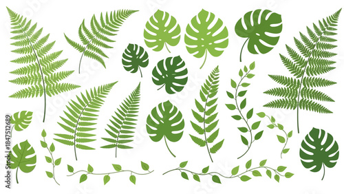 Collection of various green tropical leaves including ferns and Monstera