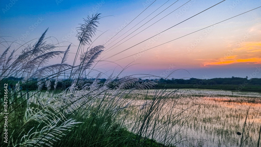 Obraz premium A peaceful rural sunset over lush green paddy fields, with tall grasses in the foreground and a glowing red sun dipping below the horizon