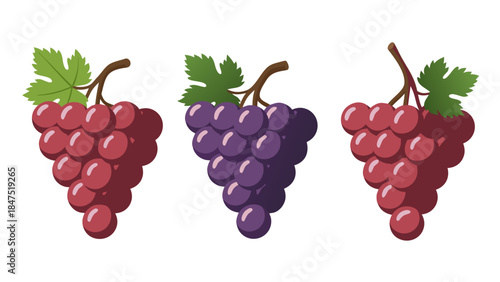 Vibrant illustration of three fresh grape bunches, featuring red and purple varieties with green leaves