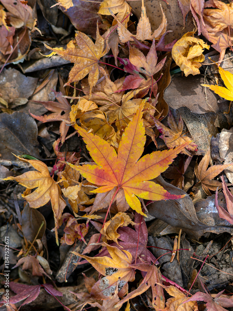 Fototapeta premium 地面に落ちた楓の落ち葉