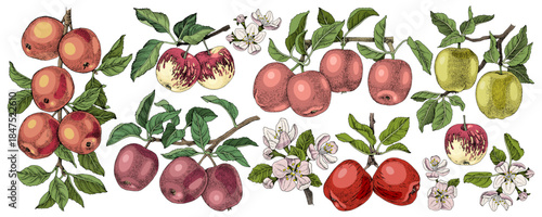 Variety of apple branches vector
