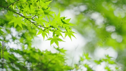 Fresh Green Maple Leaves with Soft Bokeh Background