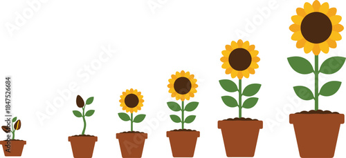 Sunflower growth stages, plant life cycle, seed to bloom, botany education, nature illustration, gardening concept, potted sunflower development, biology chart