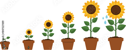 Sunflower growth stages, seed to bloom, plant development, gardening concept, nature cycle, flower pot evolution, watering plant, botanical life process