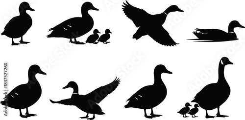 Black silhouette set of ducks and geese vector illustration, featuring flying, standing, swimming, and parent with ducklings shapes, waterfowl animal icons collection.