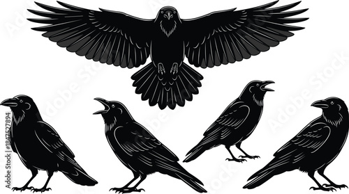 Collection of Crow and Raven Silhouettes Vector Illustration Set, Different Poses of Black Birds Flying and Perching, Mysterious Gothic Wildlife Design, Black and White
