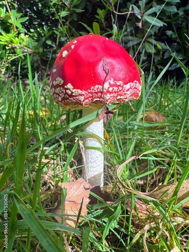 Side view of fly agaric mushroom against grass and autumn foliage
