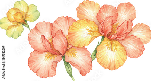 Watercolor floral vector mega collection. Huge bundle of hand painted roses, sunflowers, lilies, tulips, and wildflowers with wreaths, bouquets, and frames isolated