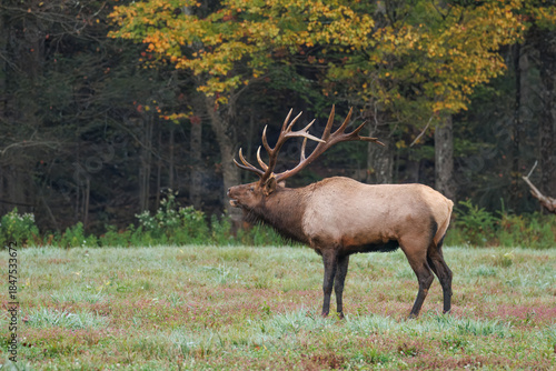 Bull Elk Bugling During Autumn Rut in Pennsylvania Forest