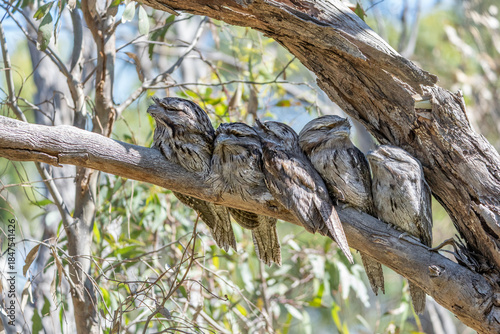 Foto Five tawny frogmouths camouflaged on a tree branch at Tangari Regional Park
