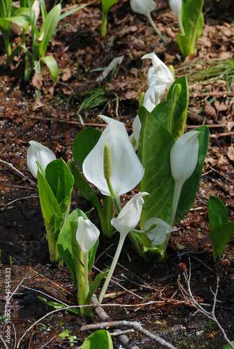 A cluster of skunk cabbage blooming in the clear stream of the marshland is at its peak / 見ごろを迎えた湿原の清流に咲く水芭蕉(ミズバショウ)の群生
