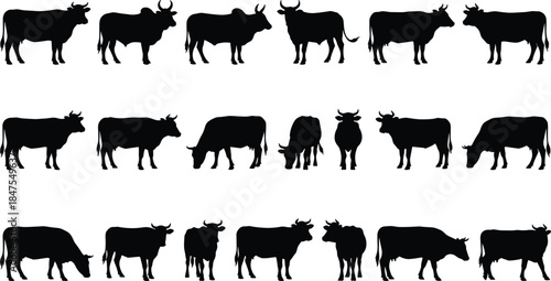 Silhouettes of cows in various poses, side view, grazing, standing, and walking, farm animals, black and white images.