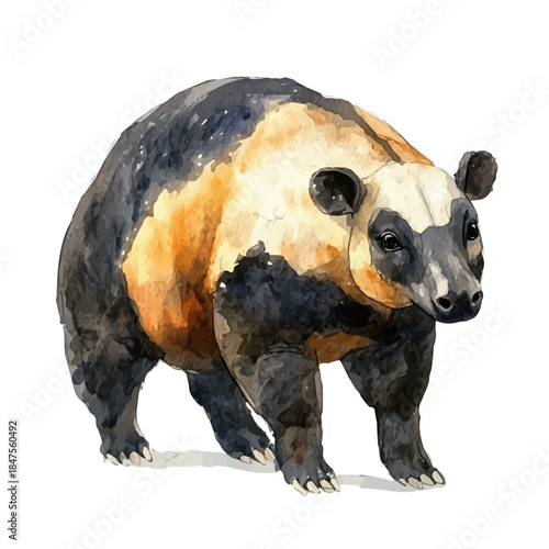 Hand-drawn watercolor artwork of Brazilian Tapir, vector, isolated on a white background.