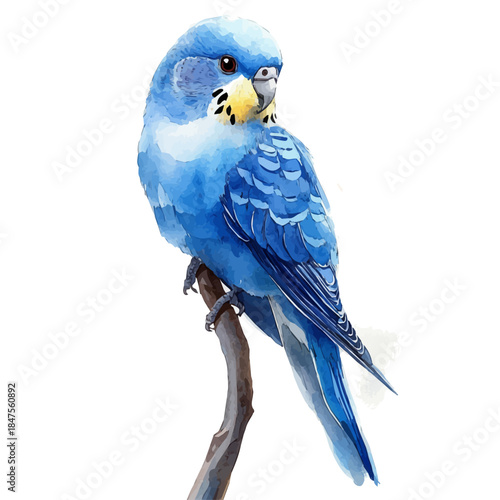 Budgerigar, artistic watercolor illustration vector, isolated on a white background.