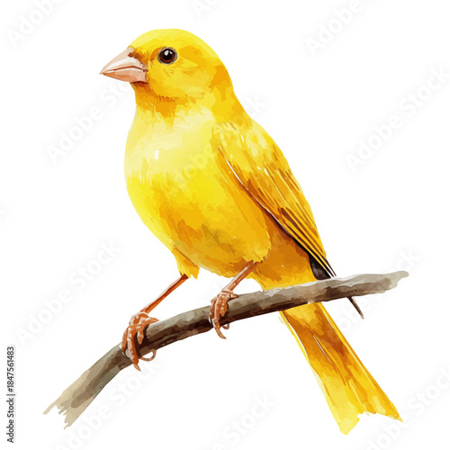 Watercolor illustration painting of Canary, minimal, isolated on a white background.