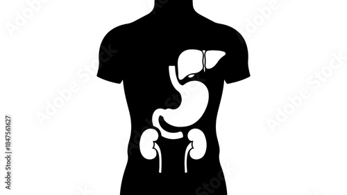 Human anatomy outline with internal organs