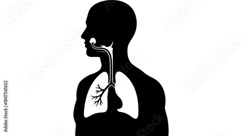 Human respiratory system anatomy with transparent background