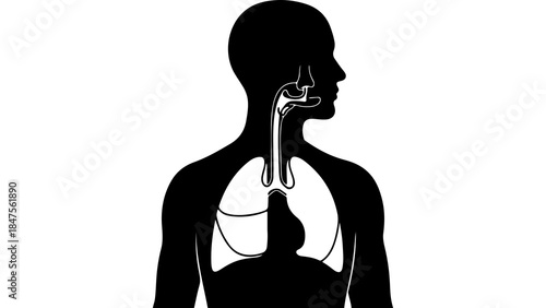 Human respiratory system anatomy with transparent background
