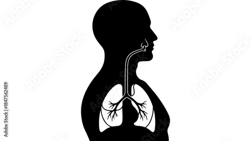 Human respiratory system anatomy with transparent background