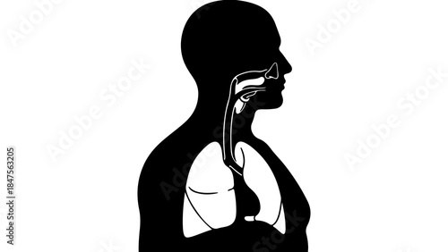 Human respiratory system anatomy with transparent background