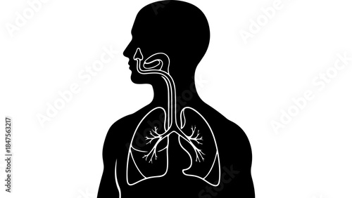 Human respiratory system anatomy with transparent background