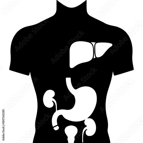 Human anatomy organs outline with transparent background