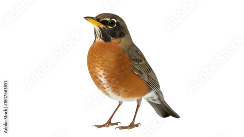 Isolated American Robin songbird perched upright, standing, facing to the left slightly