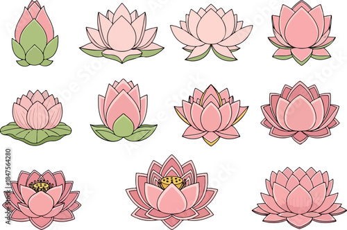Elegant Lotus Flower Collection Delicate Pink Water Lilies