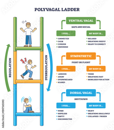 Polyvagal ladder states illustrate regulation shifts, ladder, arrows, and text boxes map ventral vagal, sympathetic, and dorsal vagal with cues for feelings and body. Outline diagram